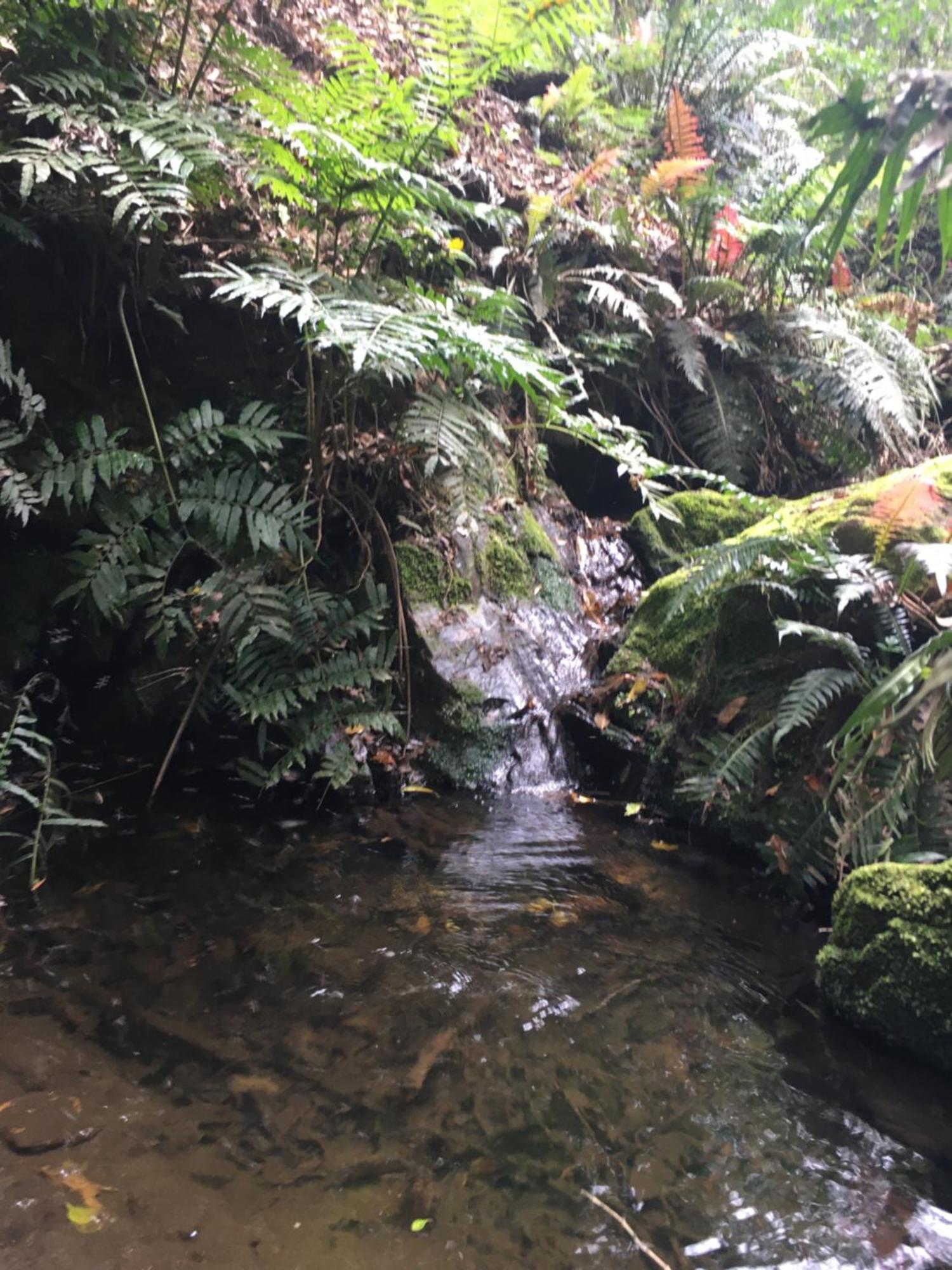 Pura Vida Forest Cabin Witelsbos Dış mekan fotoğraf
