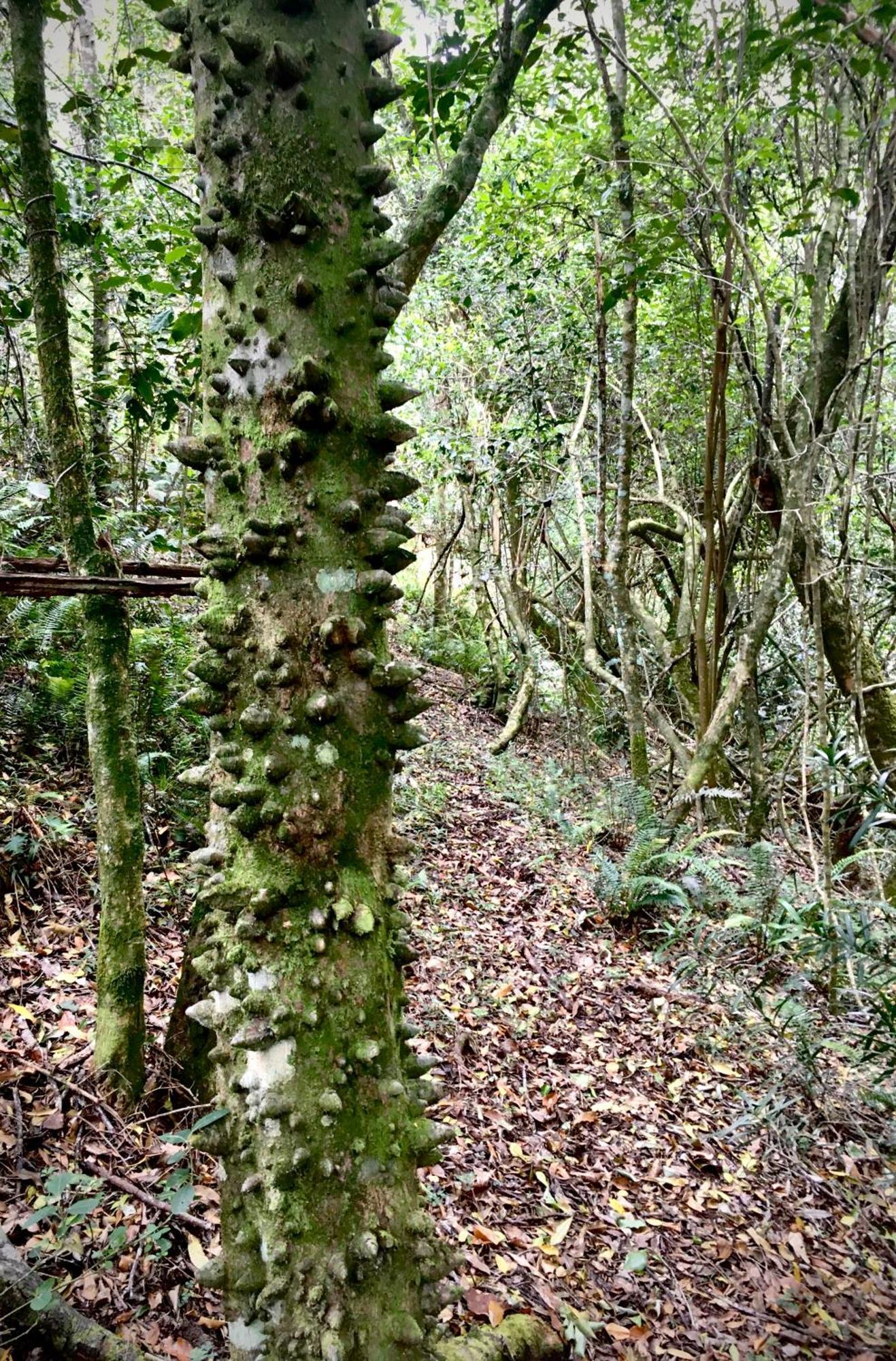Pura Vida Forest Cabin Witelsbos Dış mekan fotoğraf