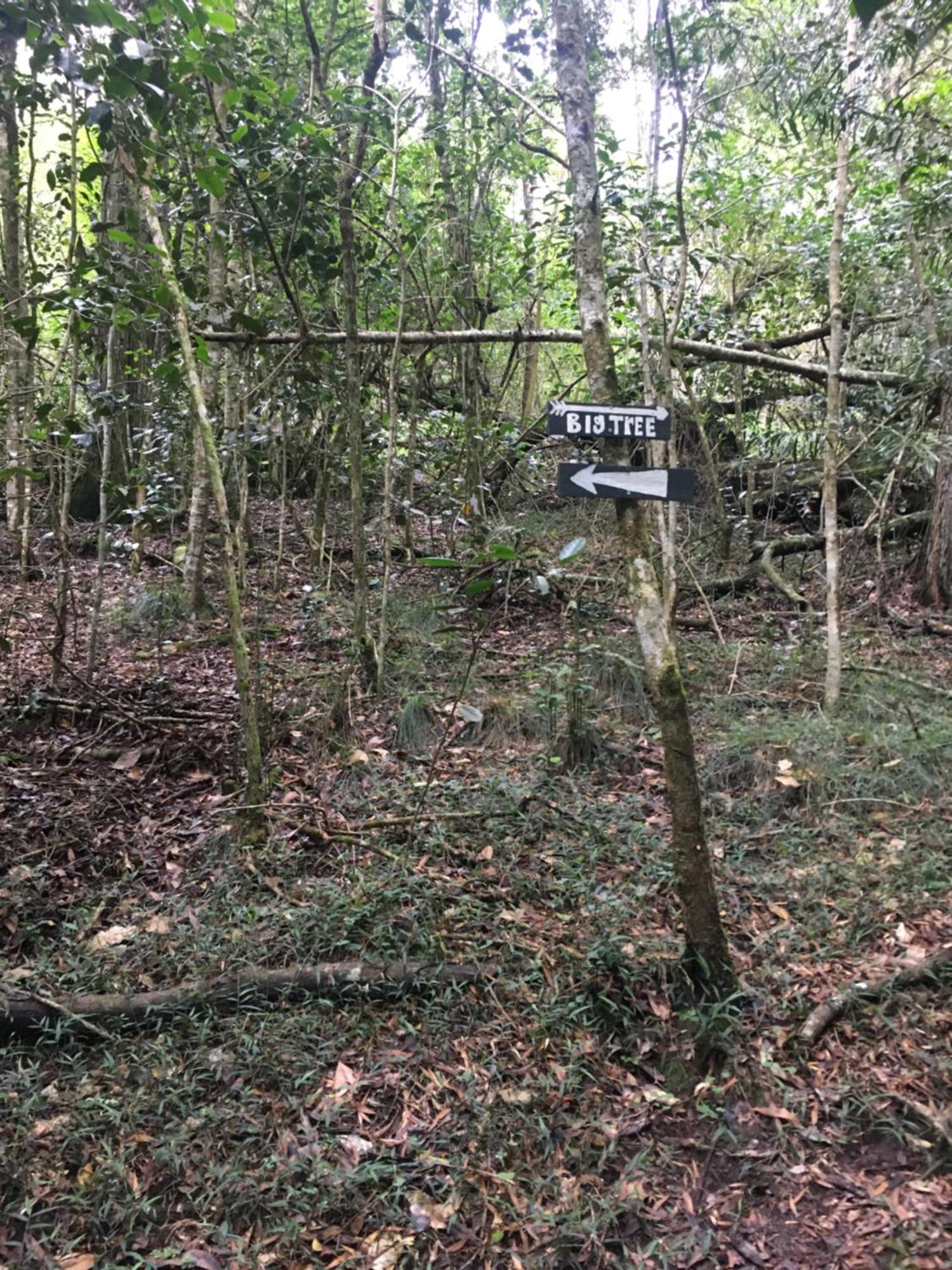 Pura Vida Forest Cabin Witelsbos Dış mekan fotoğraf
